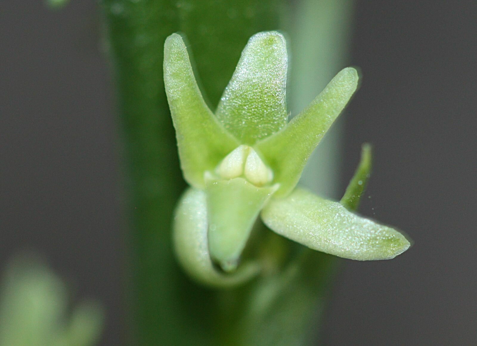 High Resolution Piperia elongata Flower